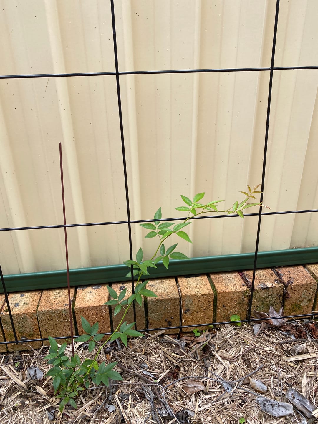 Customer photo review of Yellow Climbing Rose - Rosa banksiae ‘Lutea’