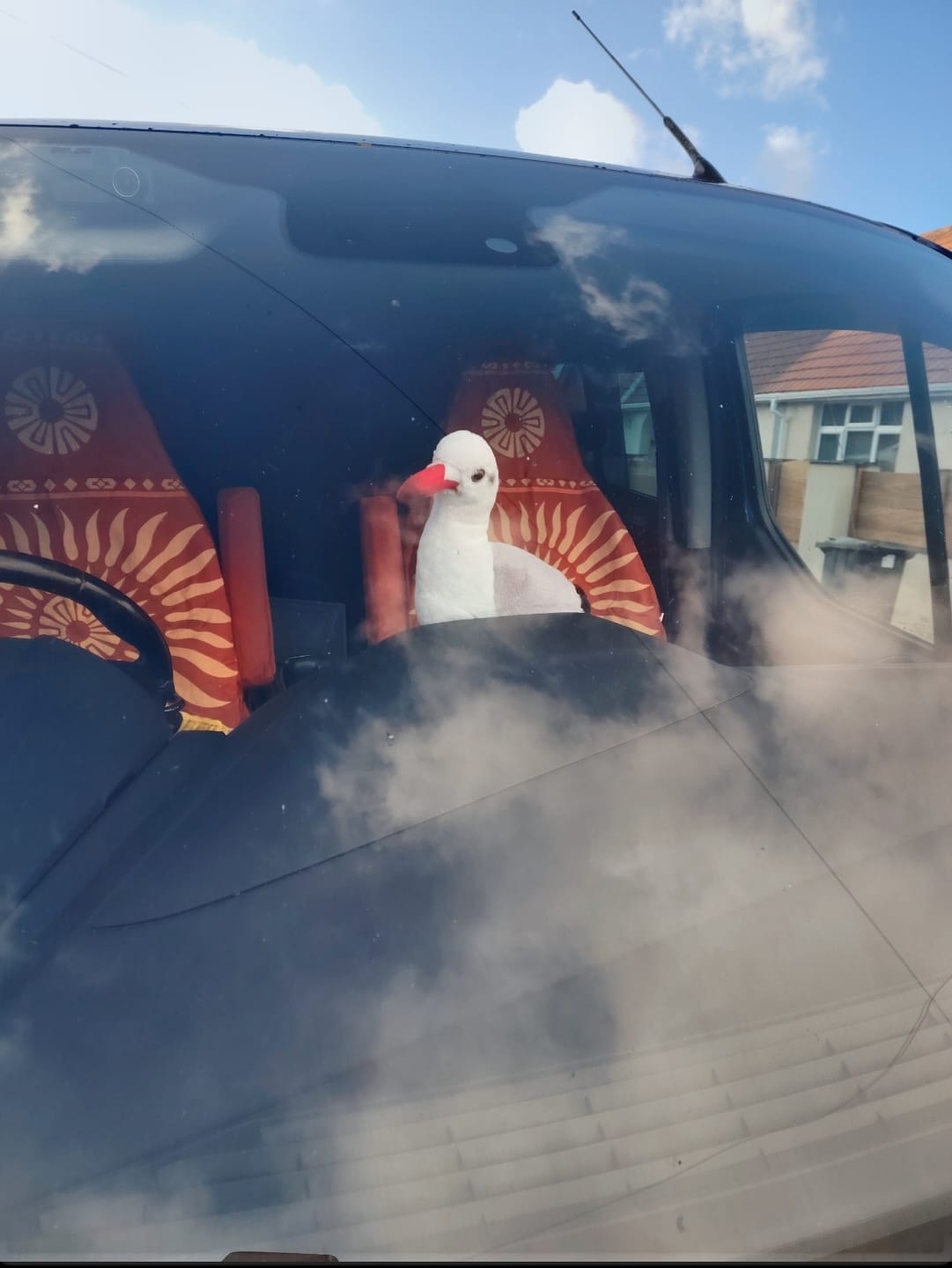 Customer photo review of Black-headed Gull Plush in Non-breeding Plumage – Realistic and Soft Stuffed Toy for Bird Lovers