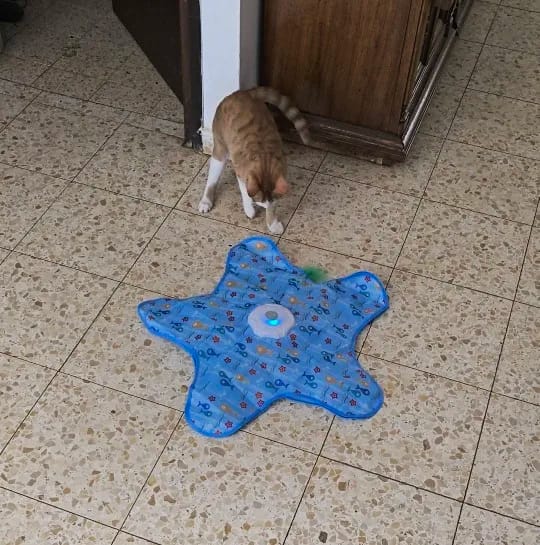 Customer photo review of Interactive Cat Toy Mat with 4 Speeds