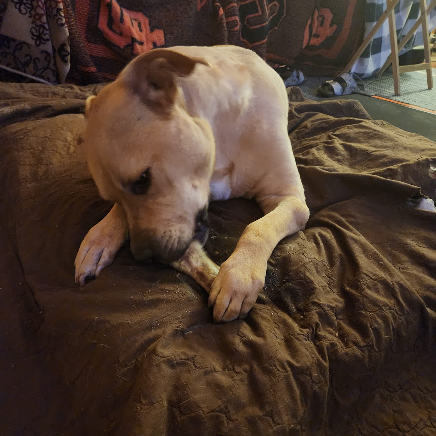 Customer photo review of Large Ostrich Knuckle (5.5" x 5"): The Ultimate Chew for Moderate & Power Chewers