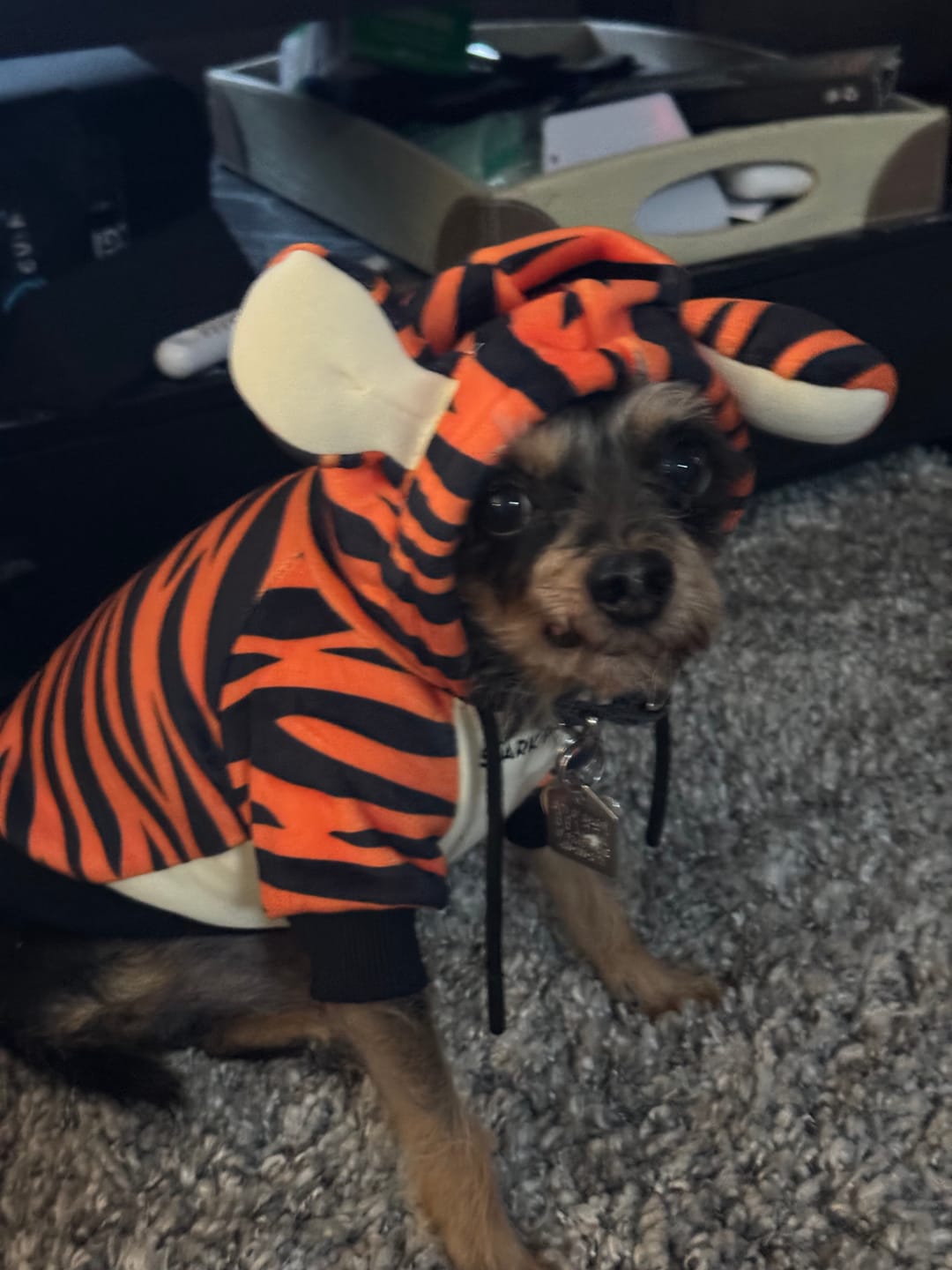 Customer photo review of Halloween Dog Hoodie - Tiger