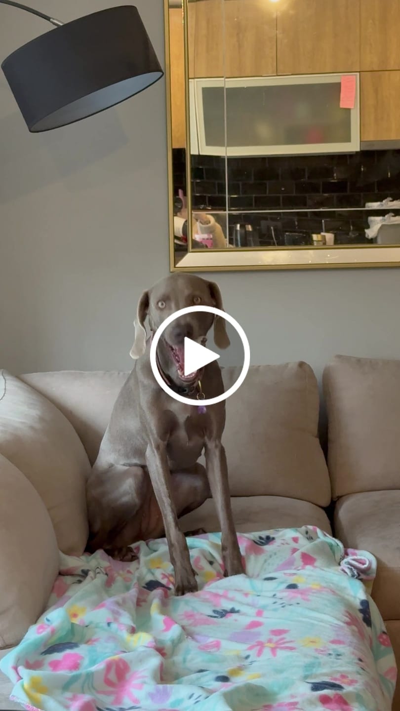 Customer video review of Bully Stick