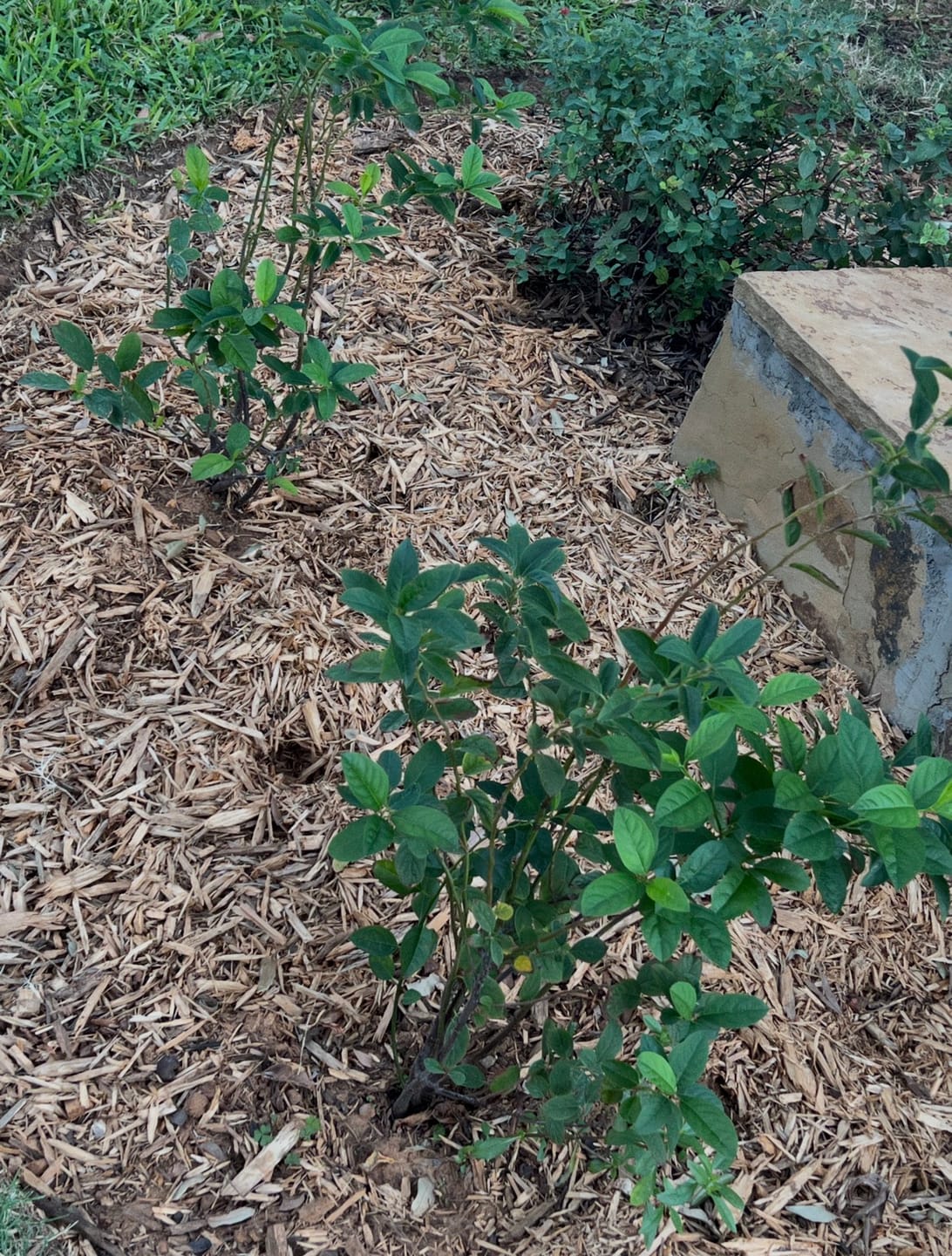 Customer photo review of Virginia Sweetspire