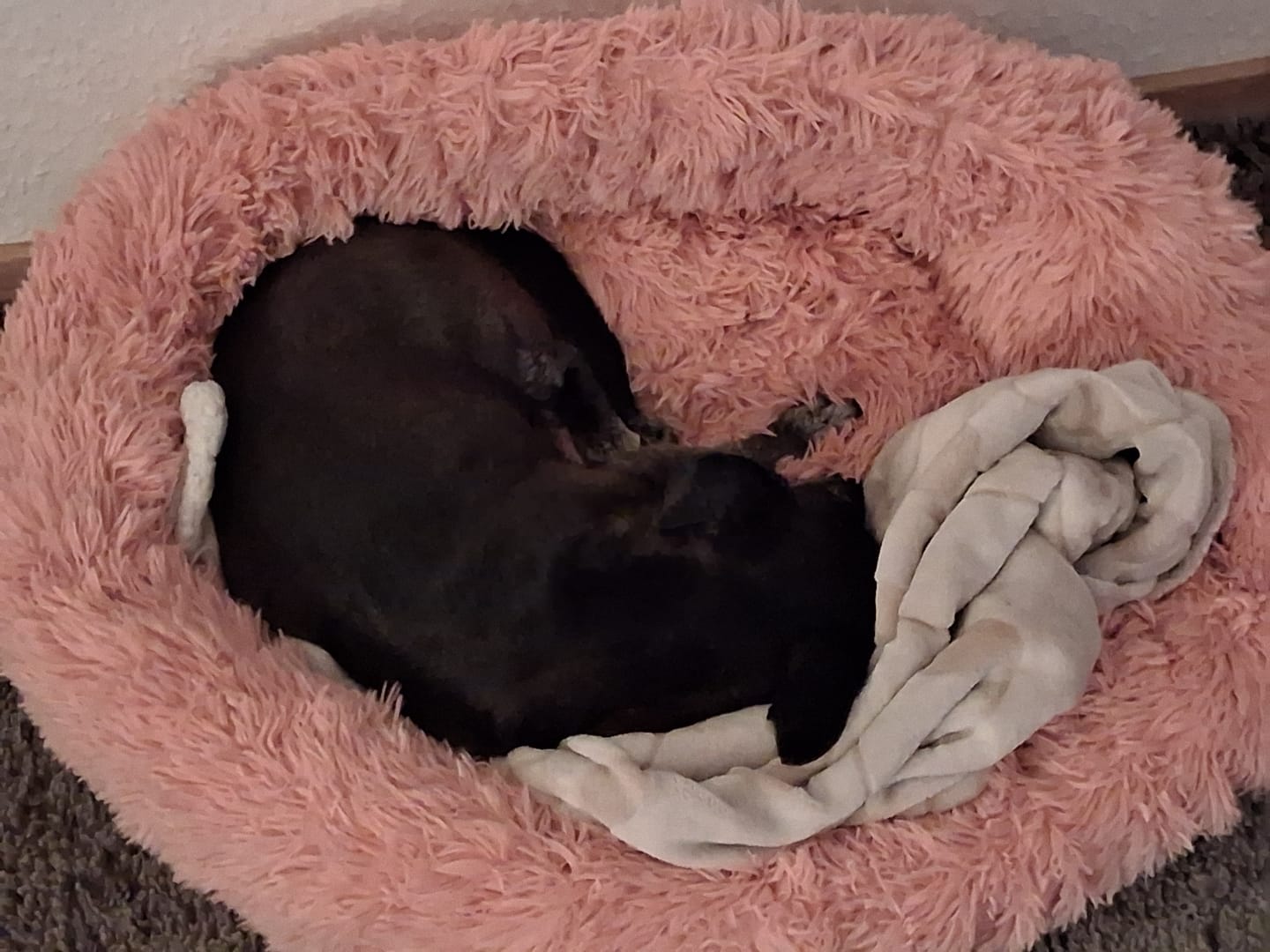 Customer photo review of Puppery Hundebett Wolke 7 - Das Original