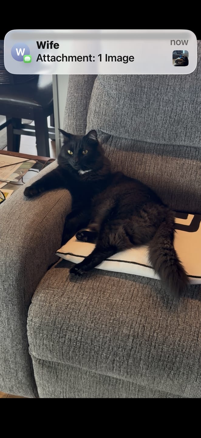 Customer photo review of Bravecto Plus for Cats - Comprehensive Flea, Tick & Worm Protection