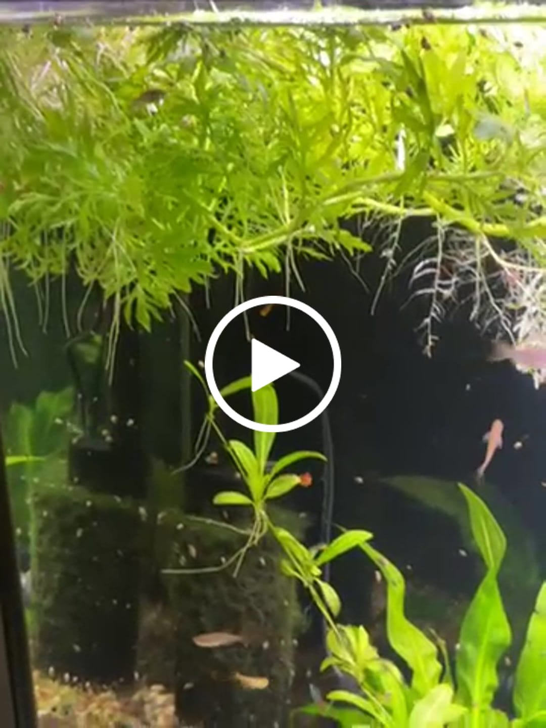 Customer video review of Otocinclus Catfish (Otocinclus vittatus / vestitus) (Unsexed)