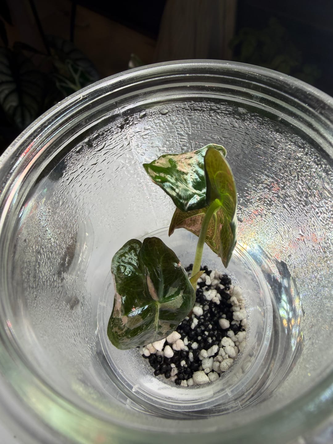 Customer photo review of Alocasia Nobilis Pink Variegated K Version