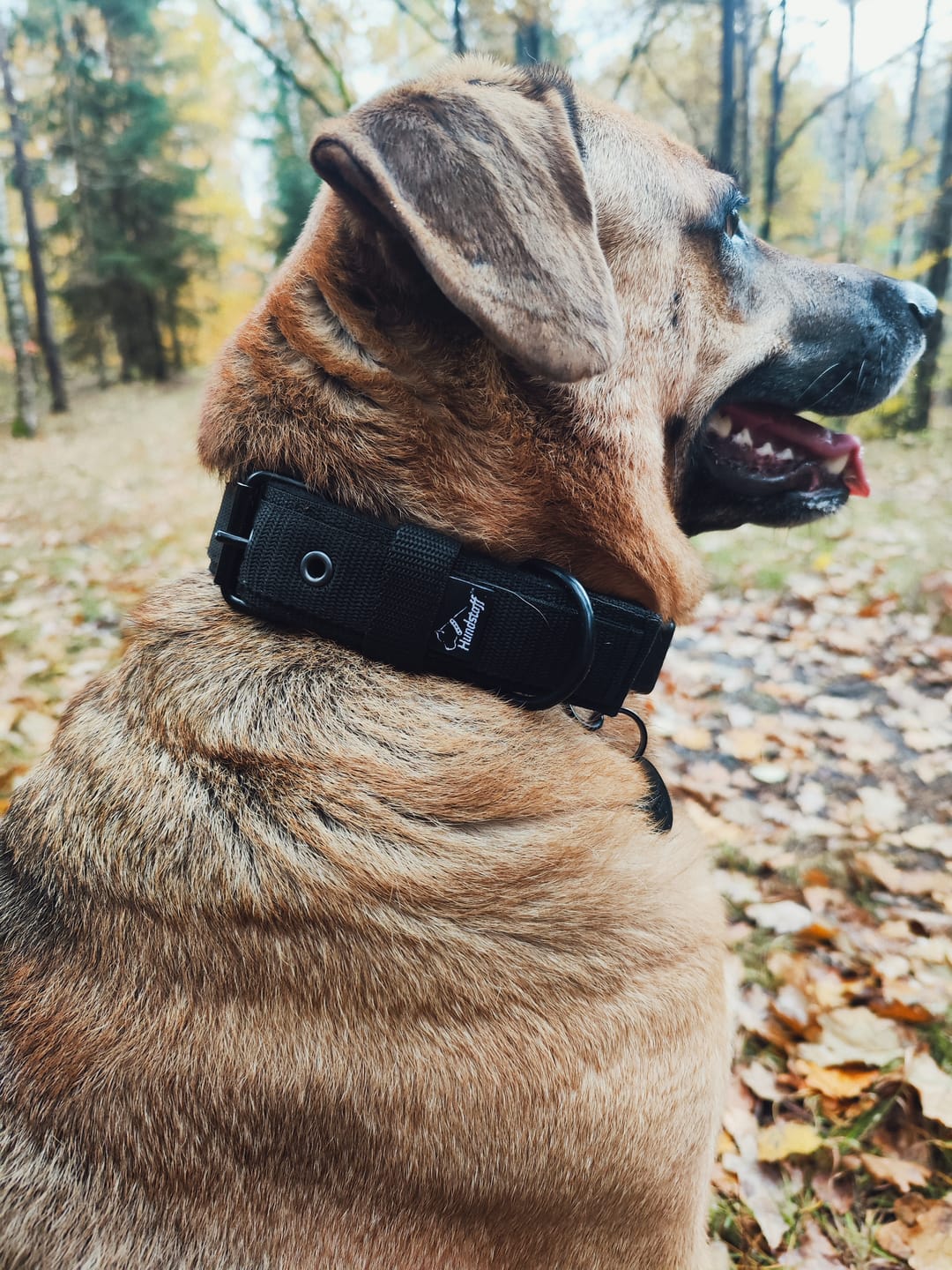 Customer photo review of Szeroka obroża z klamrą - Active Komfort Black Edition Beżowa