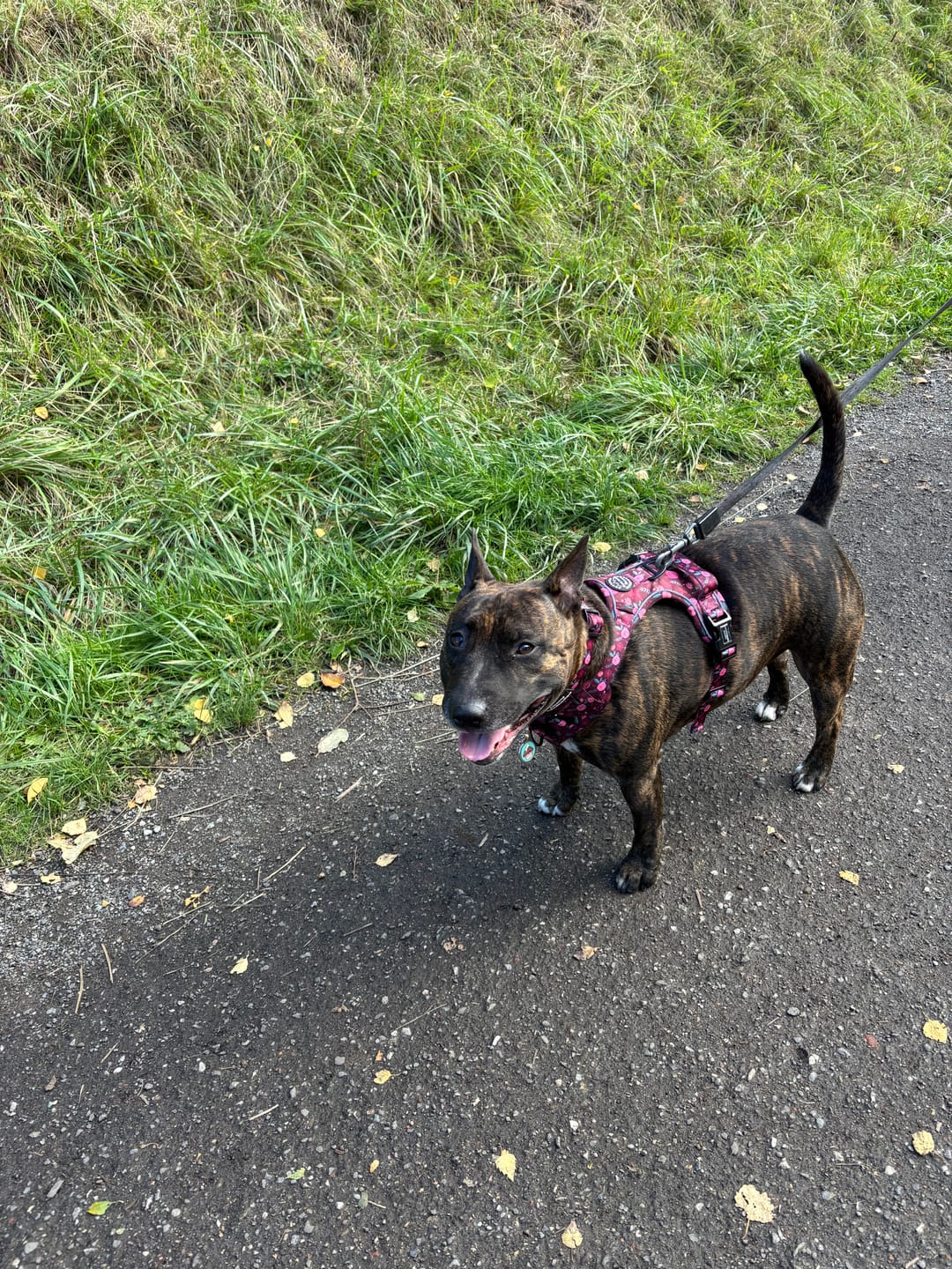 Customer photo review of Collar - Mable's Meadow