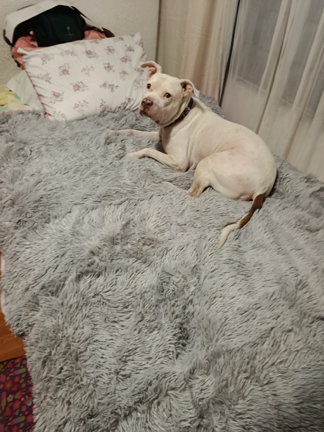 Customer photo review of Cobija Impermeable para Perros