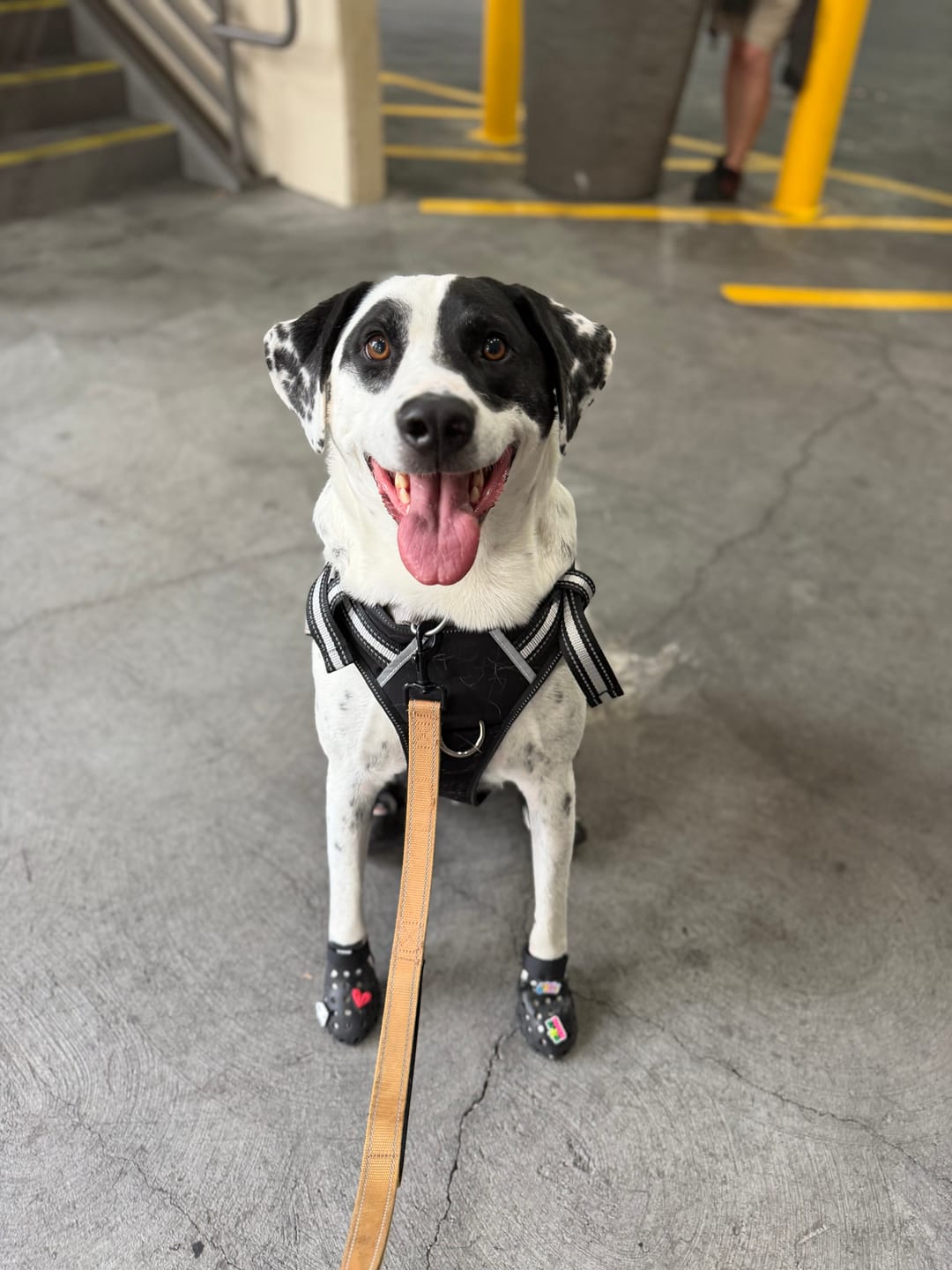 Customer photo review of WagWellies® Mojave