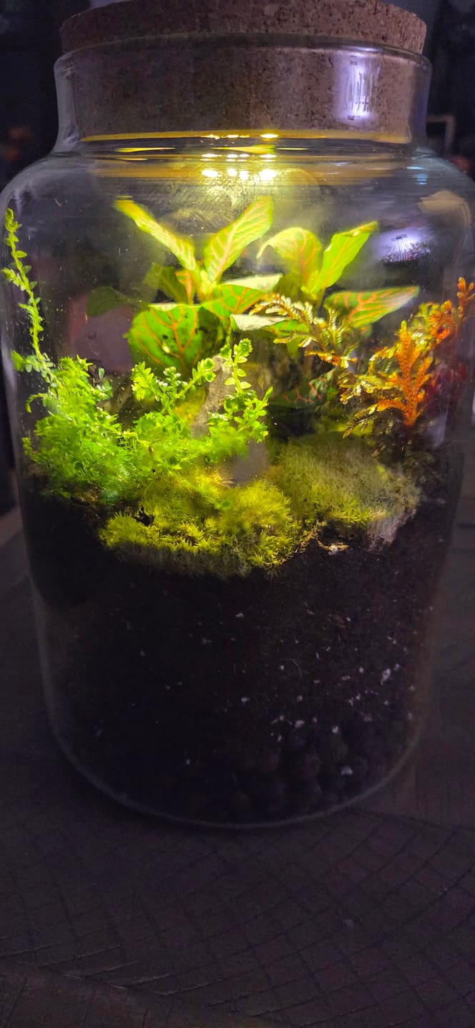 Customer photo review of Light Up Terrarium Kit