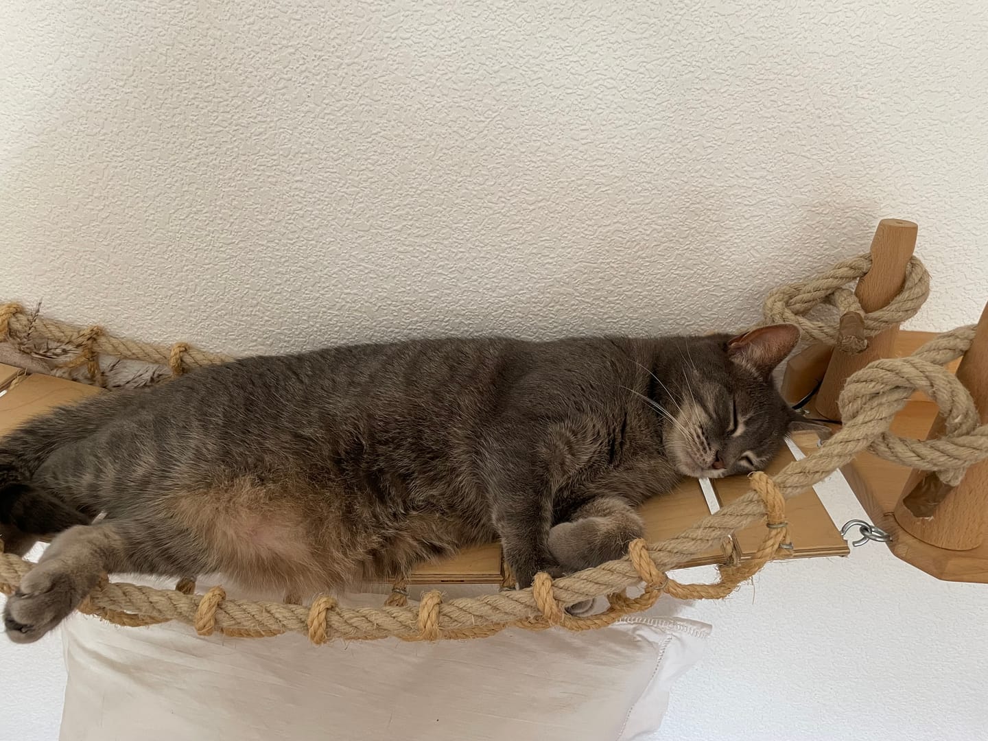 Customer photo review of Pâtées riches en volaille & aux courgettes (Chat âgé)