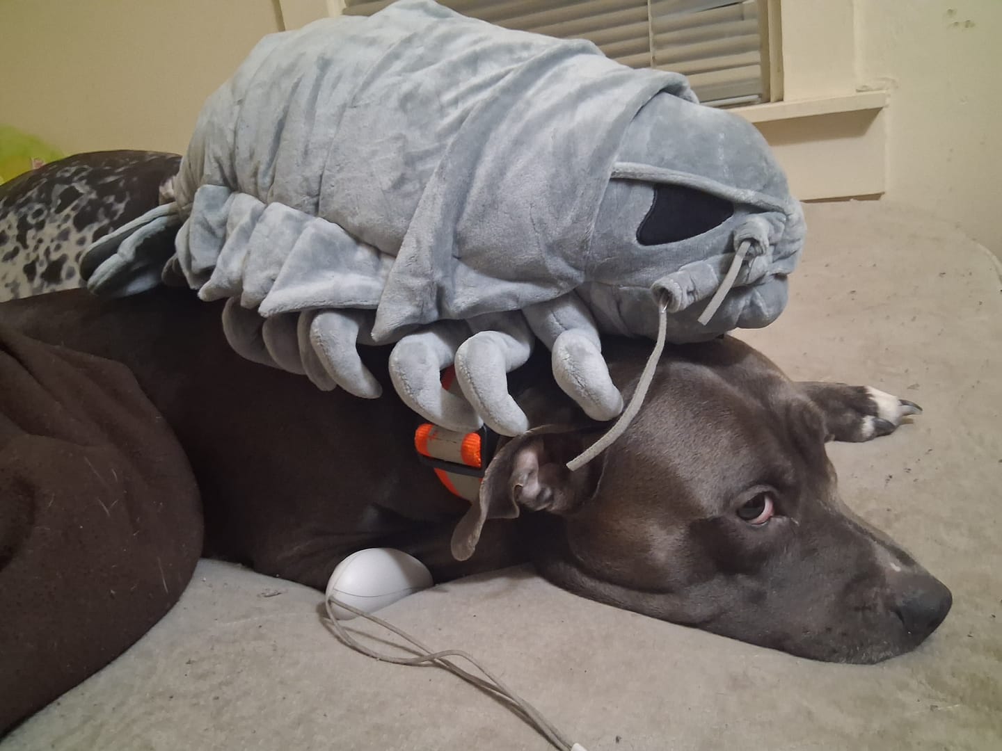 Customer photo review of Giant Isopod Soft Stuffed Plush Toy