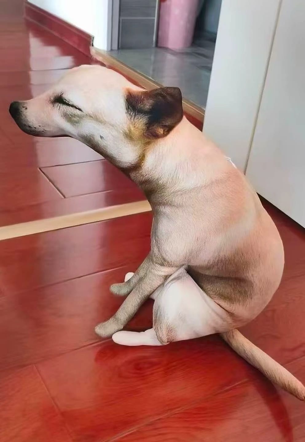 Customer photo review of Real Dog