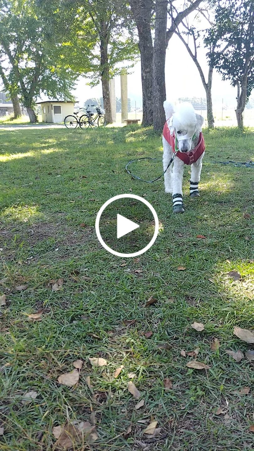 Customer video review of Dog Rainboots, Waterproof Dog Shoes - Green Camo