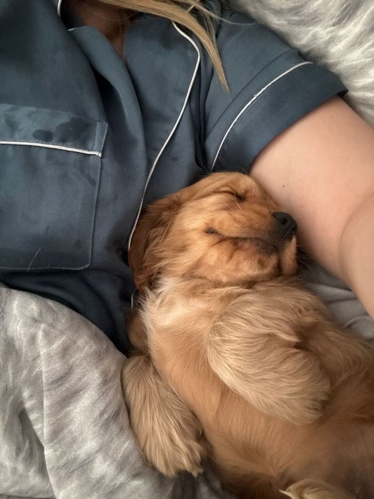 Customer photo review of Kit Difusor Calmante para Mascotas