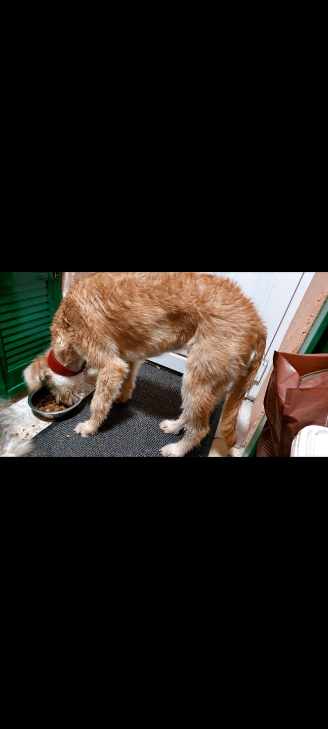 Customer photo review of Original Beef - Adult Dry Dog Food 15Kg