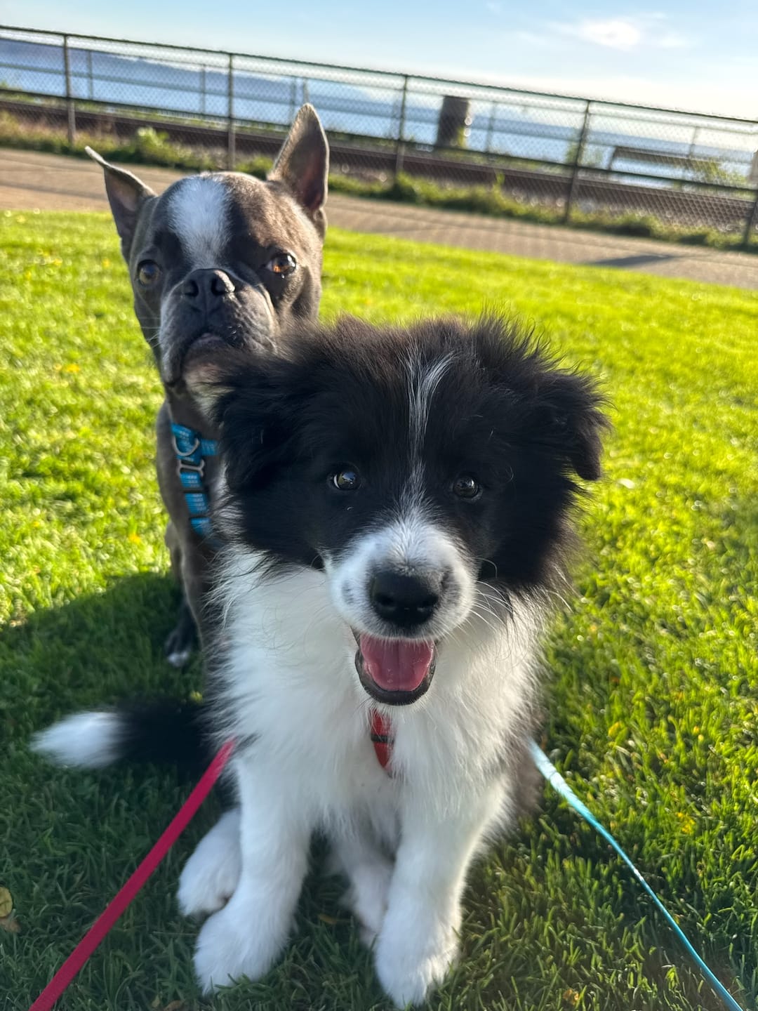 Customer photo review of 12 Inch Monster Bully Stick