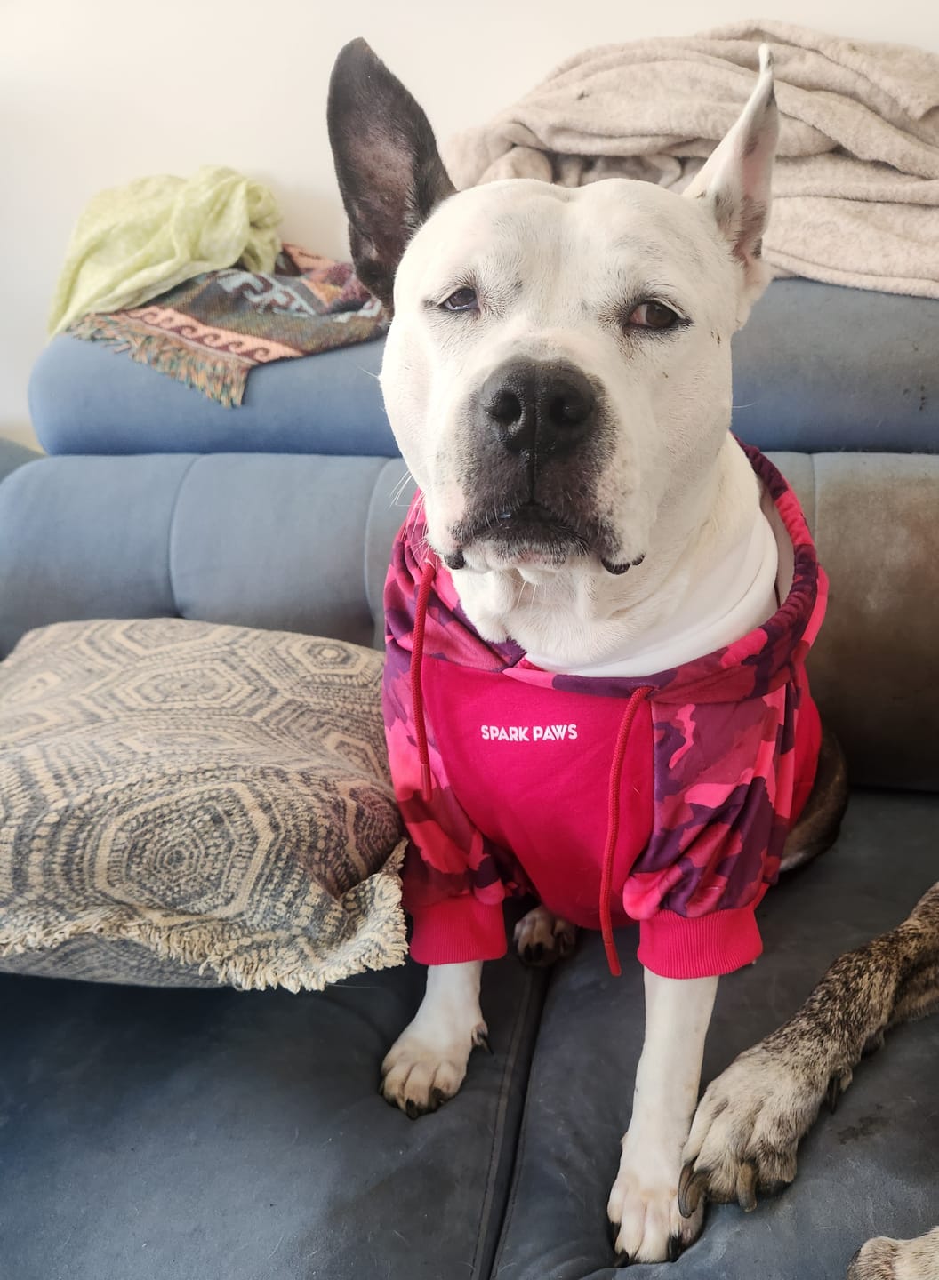 Customer photo review of Fuchsia Camo Dog Hoodie