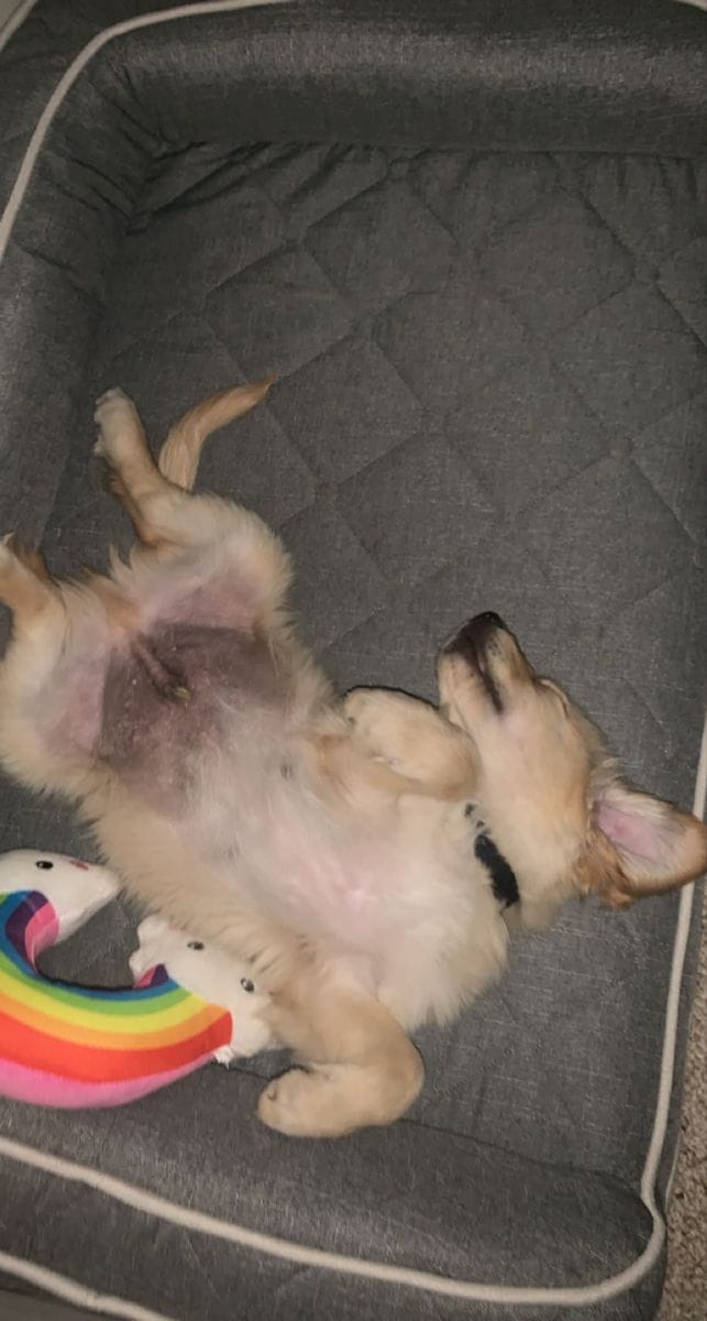 Customer photo review of Kit Difusor Calmante para Mascotas