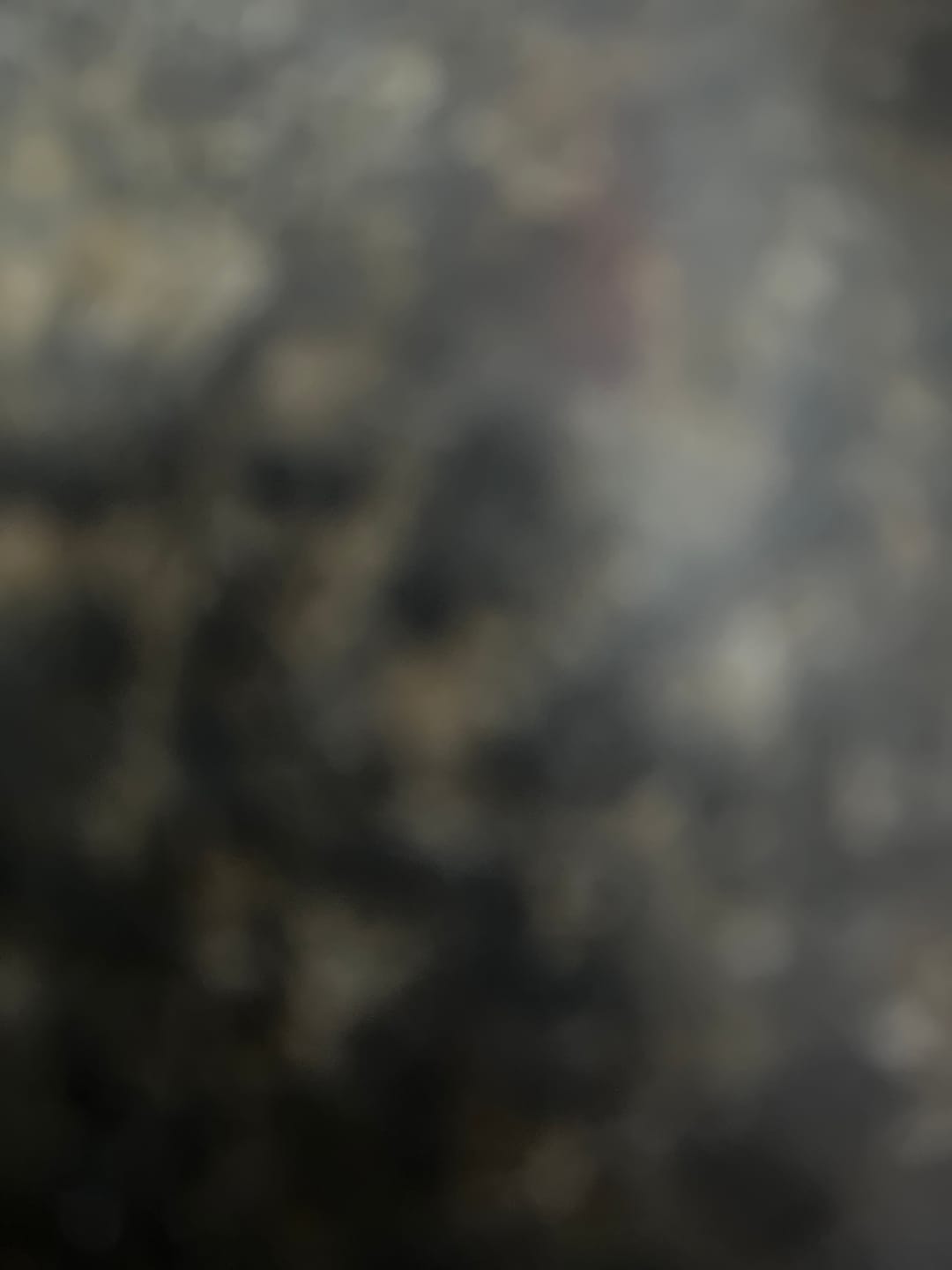 Customer photo review of THCA Queen