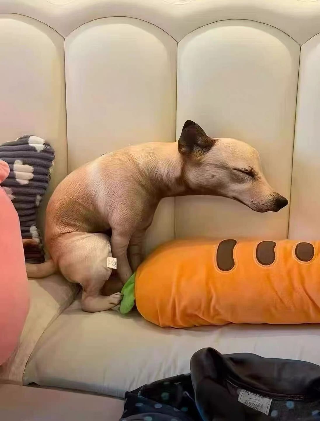 Customer photo review of Real Dog