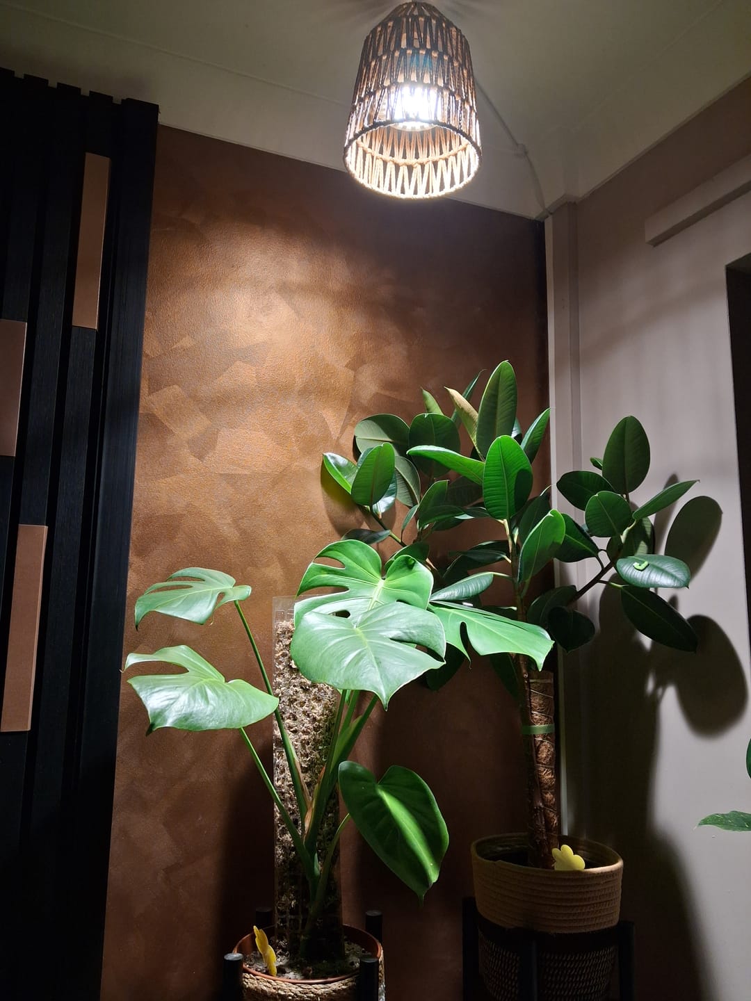 Customer photo review of Pianta 30 Grow Light LED Bulb