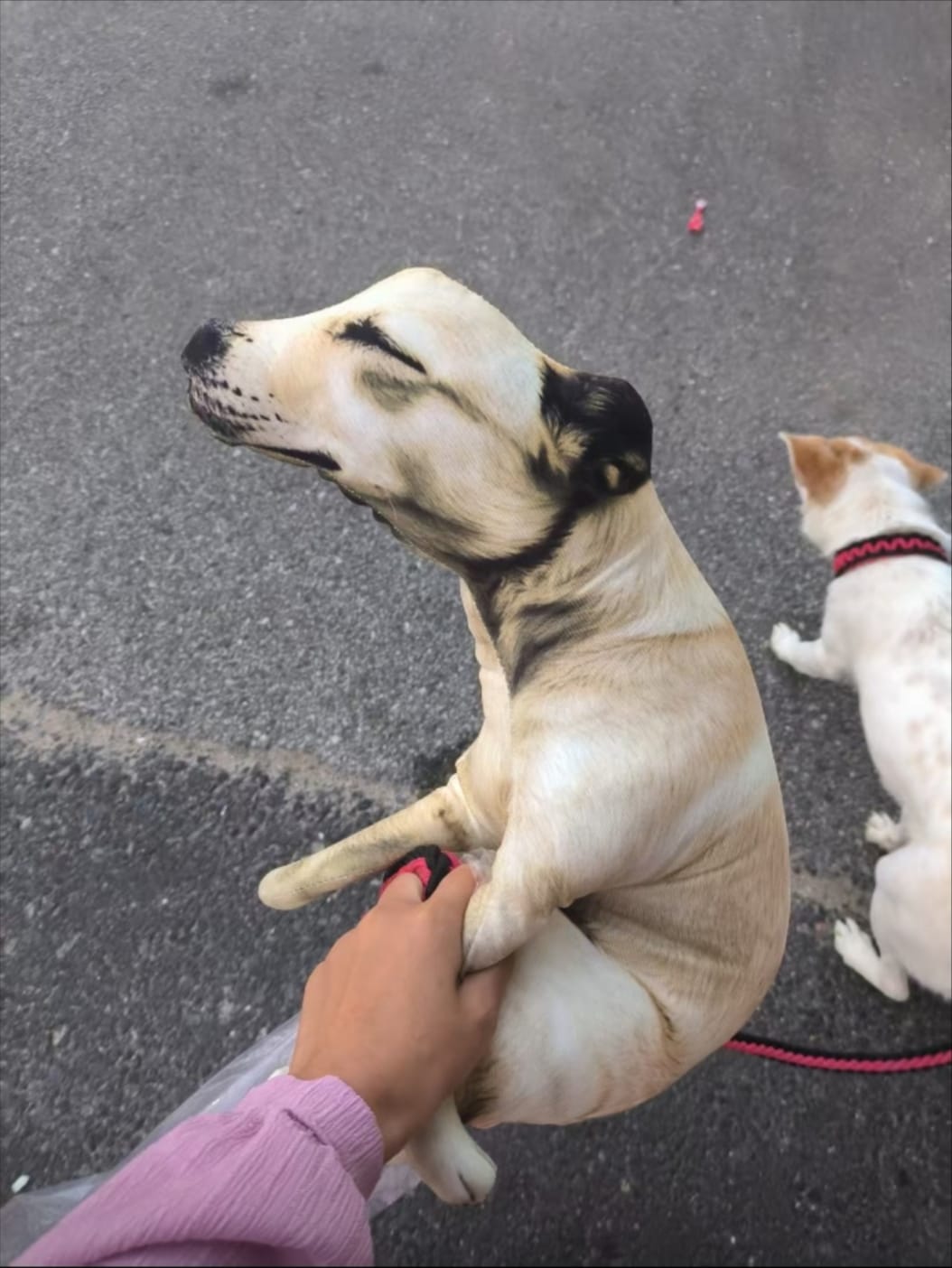Customer photo review of Real Dog