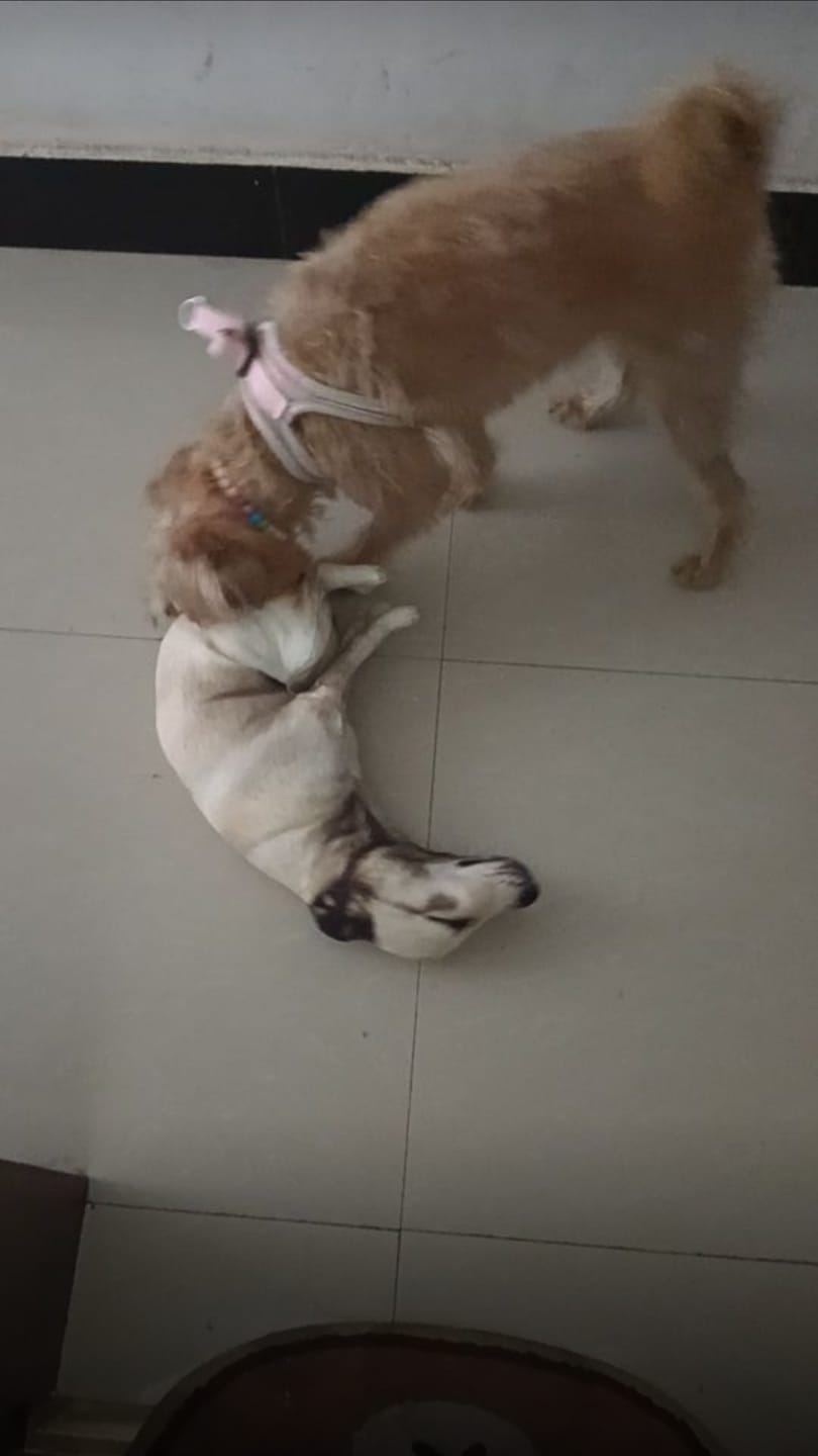 Customer photo review of Real Dog