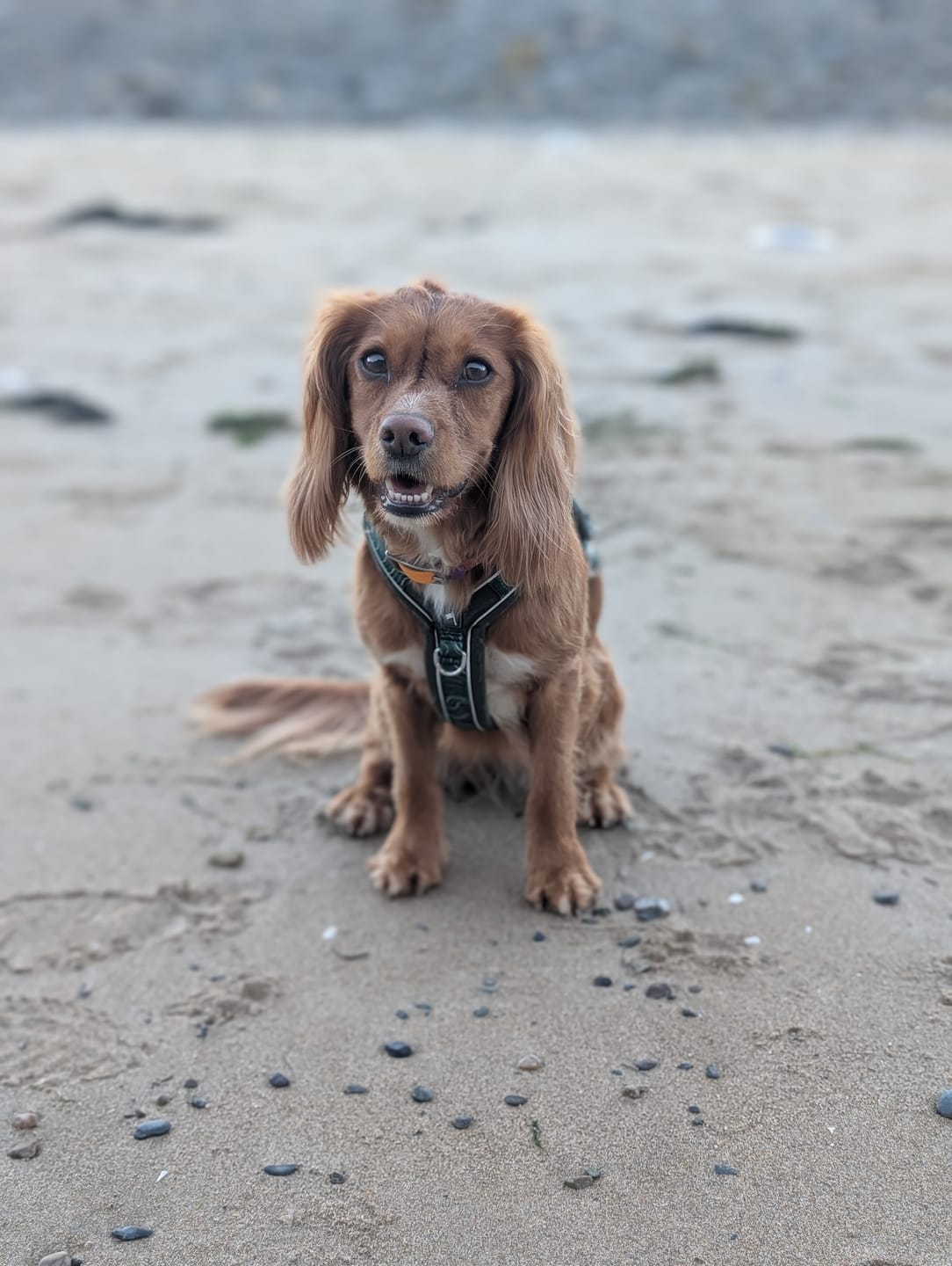 Customer photo review of Apex® Harness
