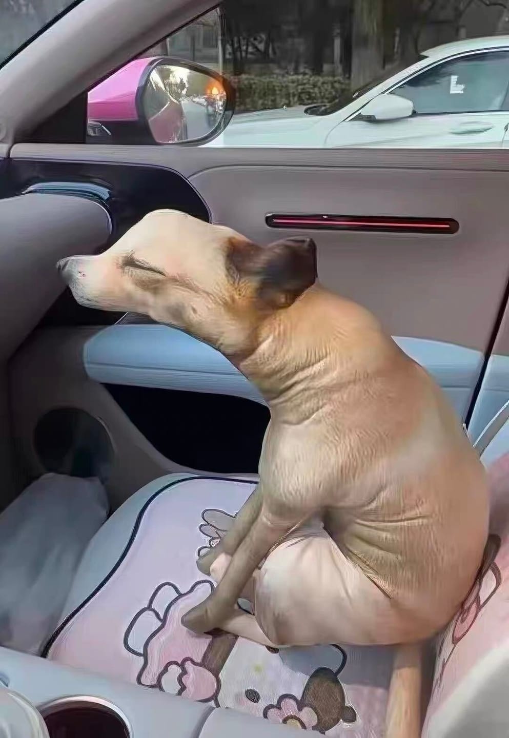 Customer photo review of Real Dog