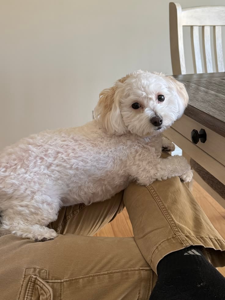 Customer photo review of Kit Difusor Calmante para Mascotas