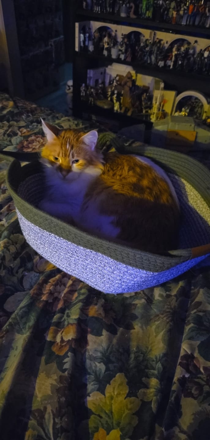 Customer photo review of Instinct Basket | Meet the first research-backed natural territory for indoor cats