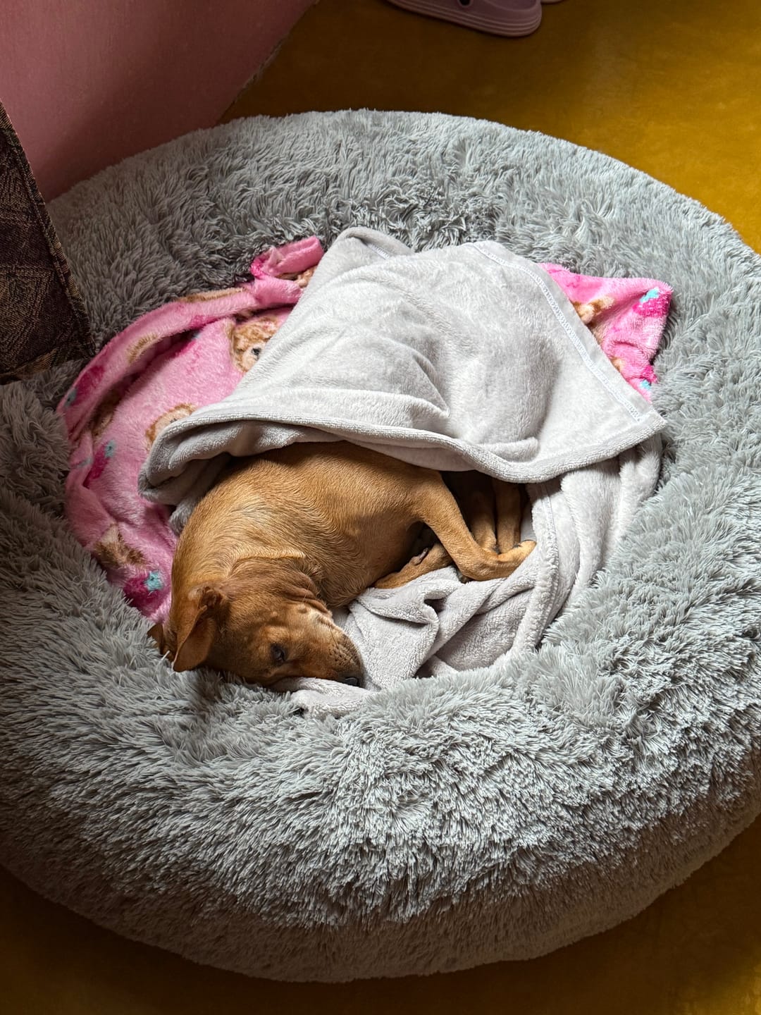 Customer photo review of Manta Relajante para Mascotas