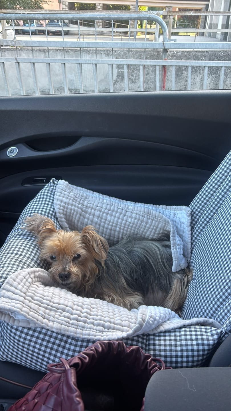 Customer photo review of Seggiolino Auto Cotone Vichy Grigio