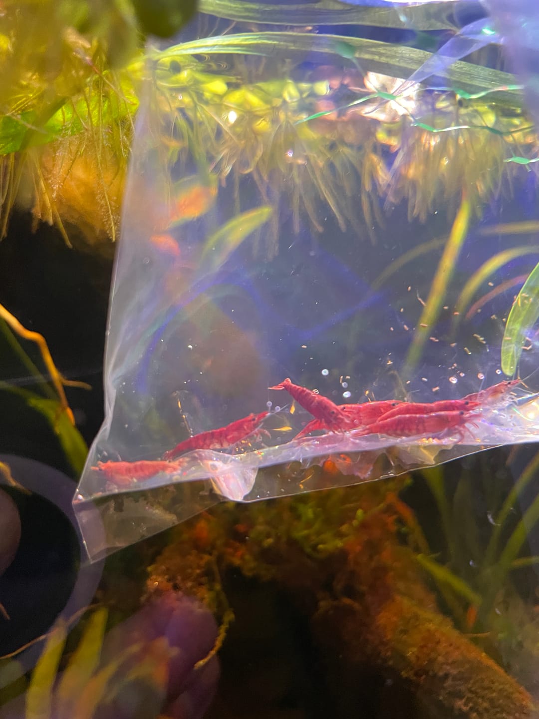 Customer photo review of Fire Red Cherry Shrimp (Bright Red Neocaridina)