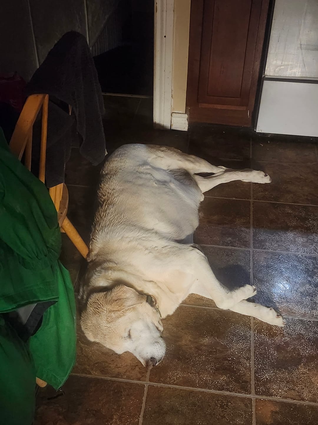 Customer photo review of 12 Inch Beef Jerky Strip