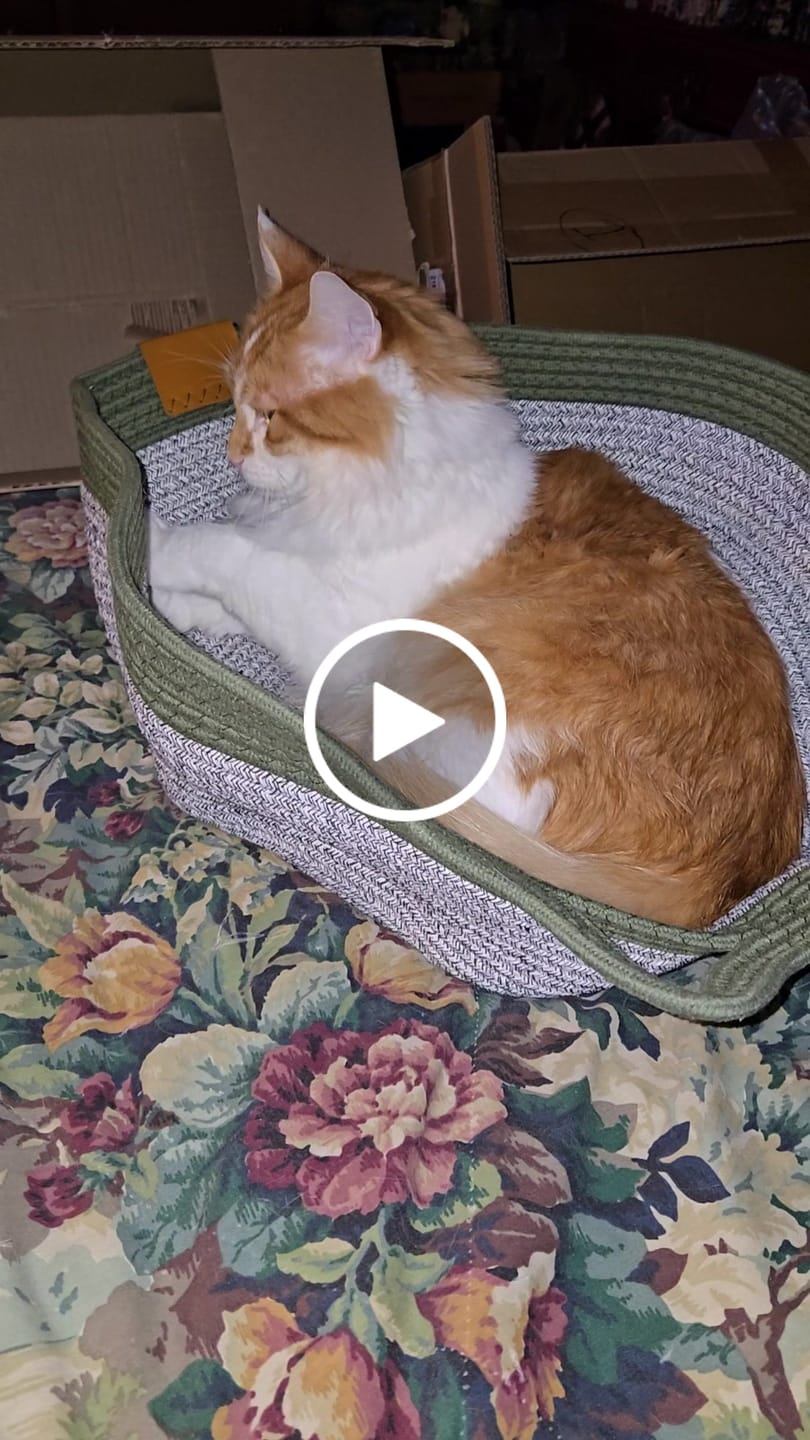 Customer video review of Instinct Basket | Meet the first research-backed natural territory for indoor cats