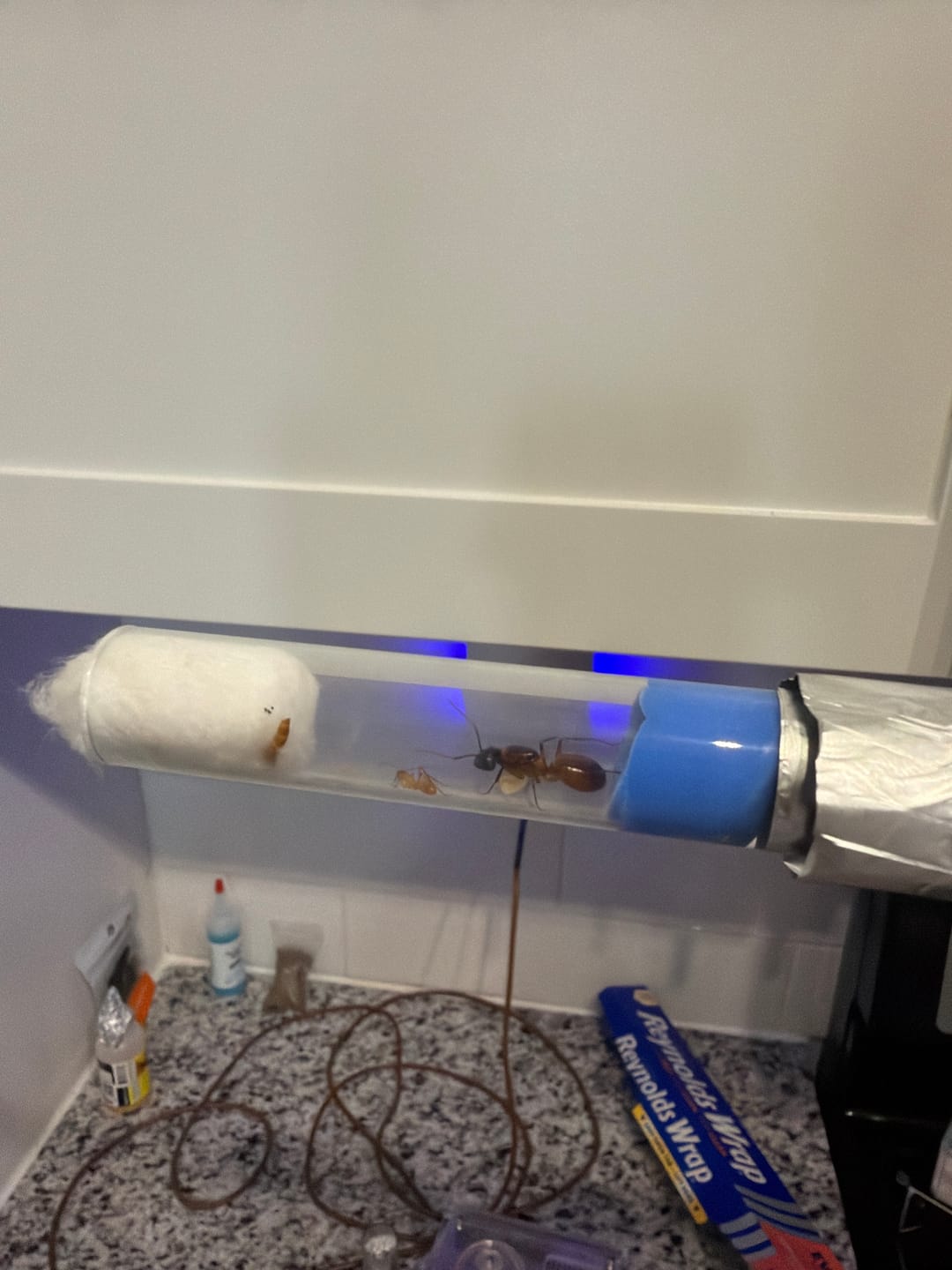 Customer photo review of Camponotus ocreatus — Orange Desert Carpenter Ant