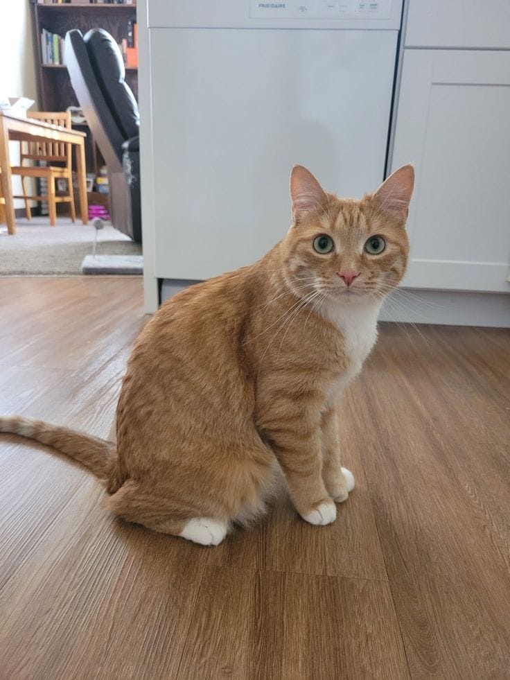 Customer photo review of Kit Difusor Calmante para Mascotas