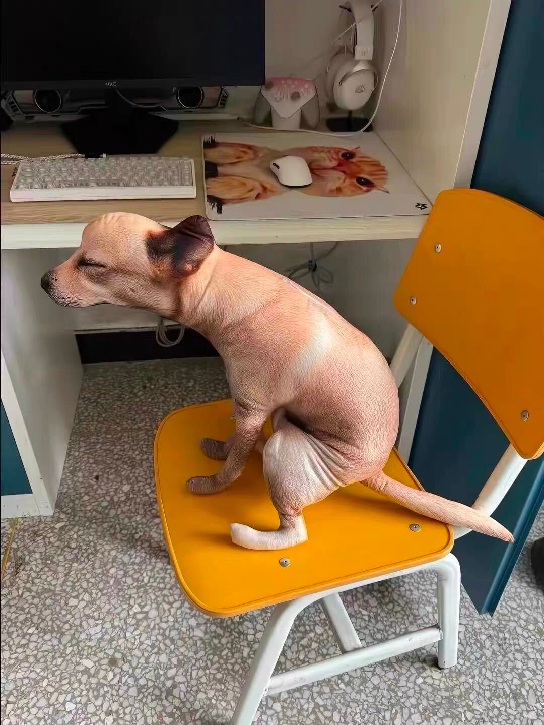 Customer photo review of Real Dog