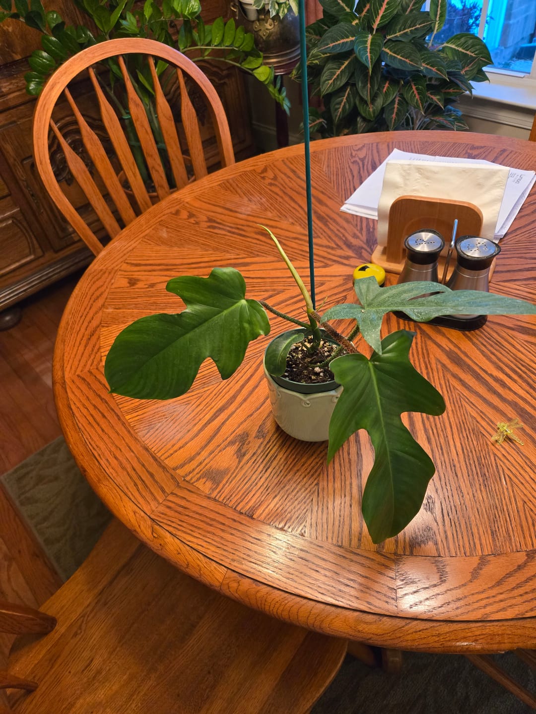 Customer photo review of Philodendron squamiferum