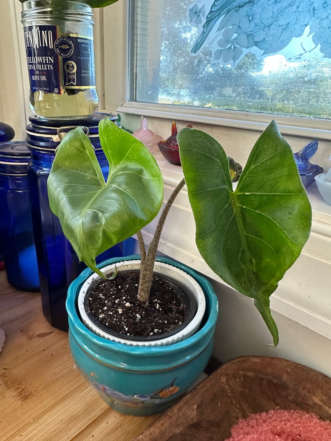 Customer photo review of Alocasia ‘Stingray'