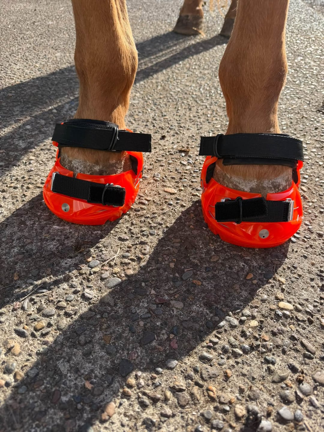 Customer photo review of Renegade® Viper Shield™ Hoof Boot - Cosmic Orange