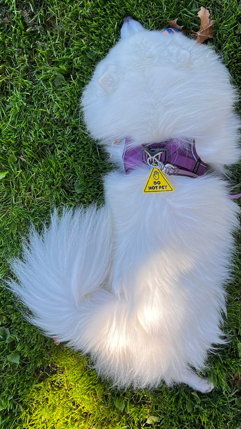 Customer photo review of Do Not Pet Jiby Dog Charm