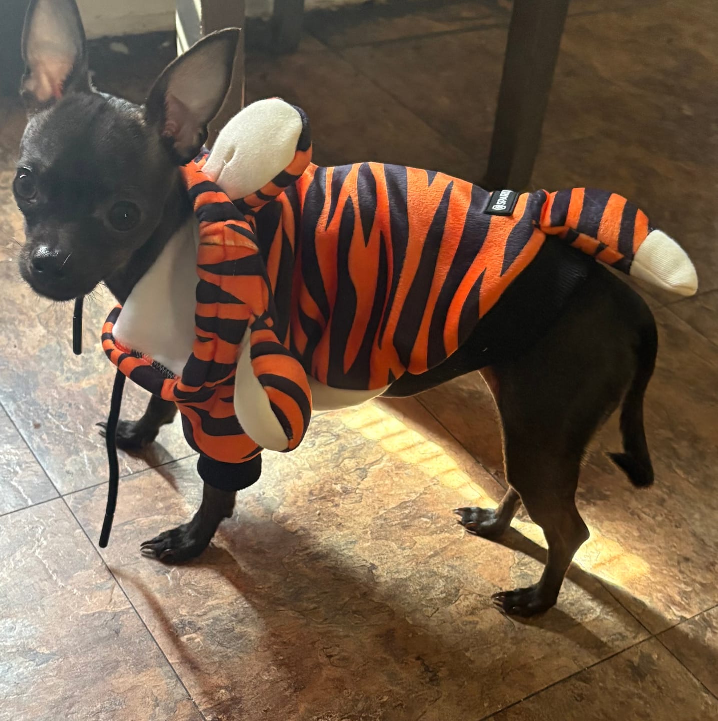 Customer photo review of Halloween Dog Hoodie - Tiger