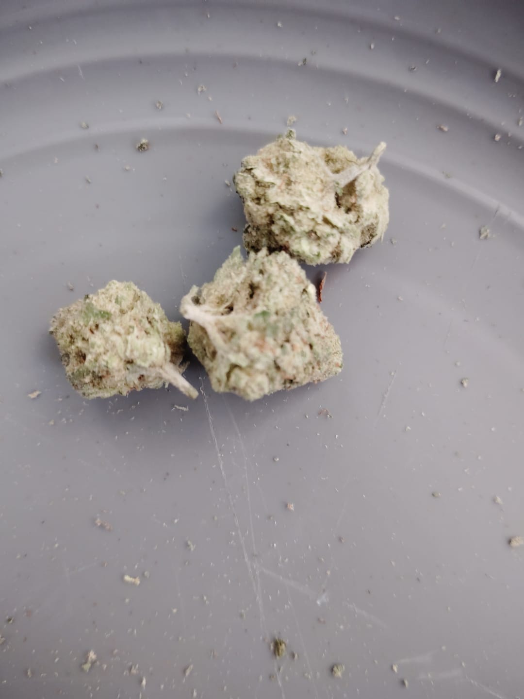 Customer photo review of Toad Crossing THCA Flower - Cheap Oz