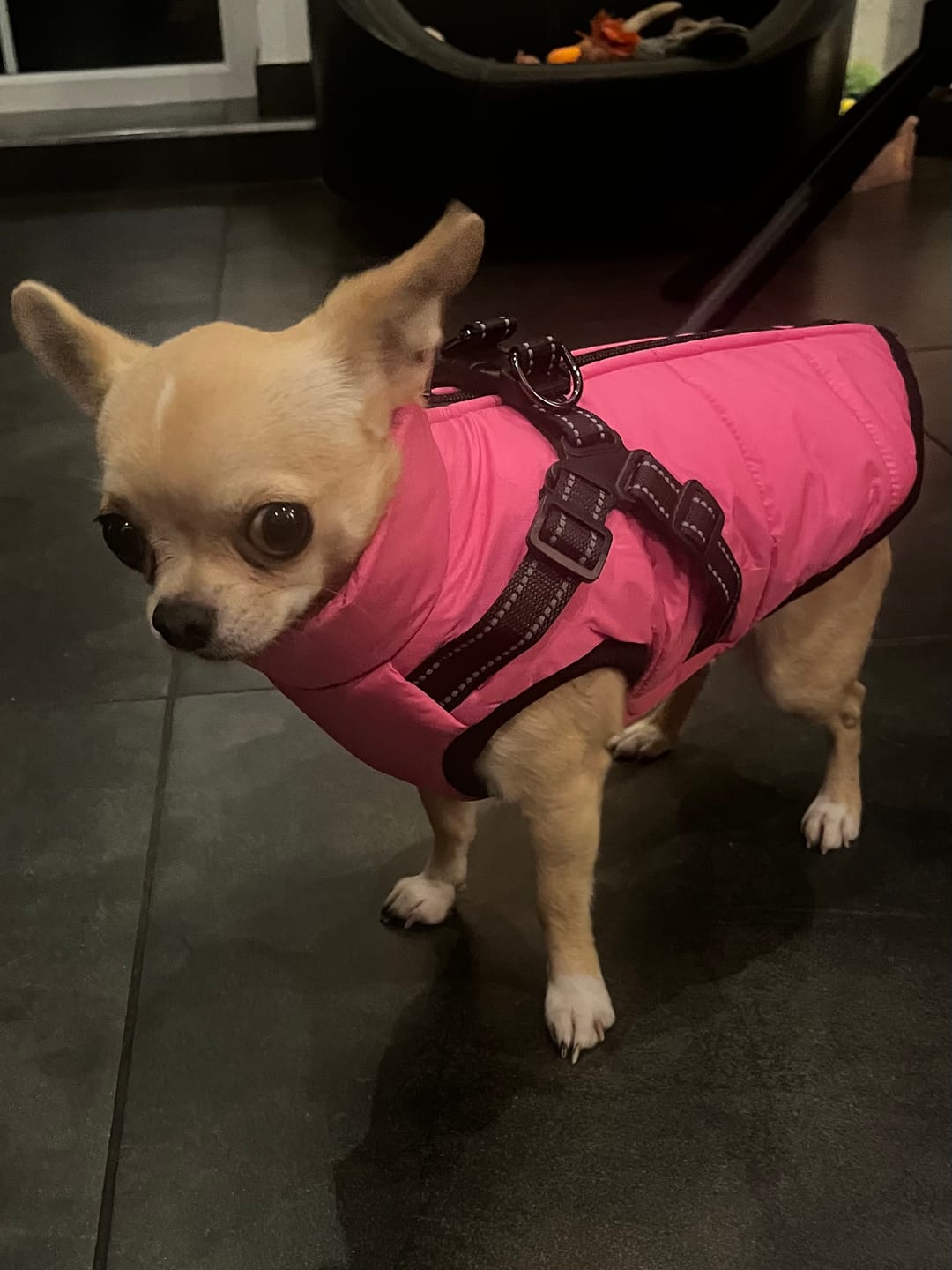 Customer photo review of Wasserdichter Hundemantel Extreme – Warme Winterjacke mit integriertem Geschirr