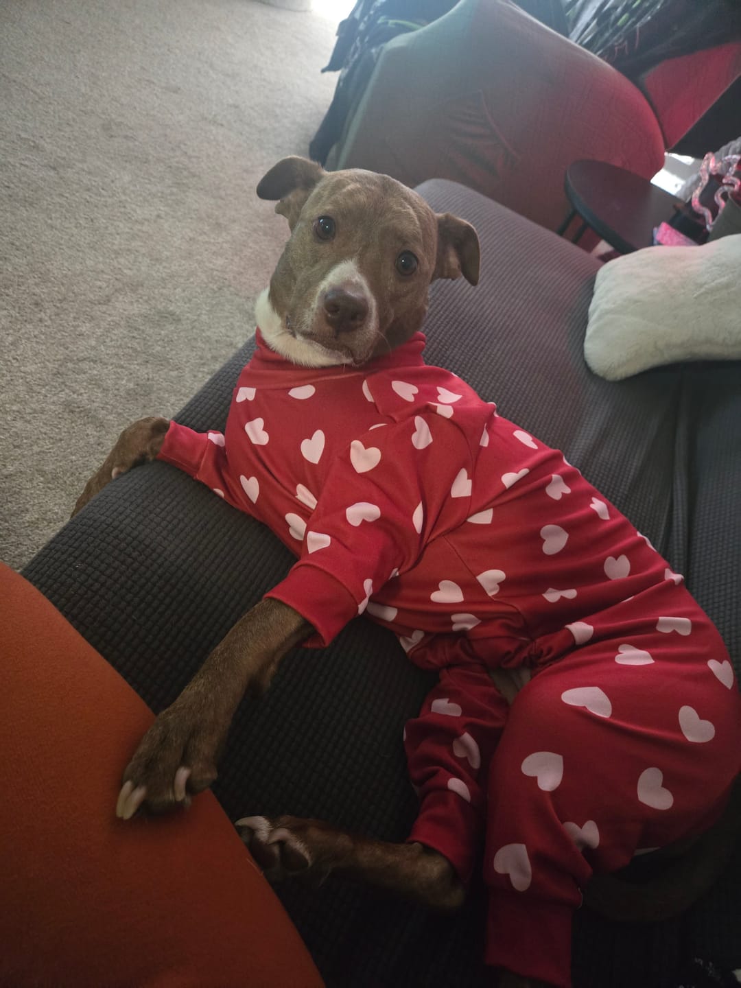 Customer photo review of Dog Pajama - Red Hearts